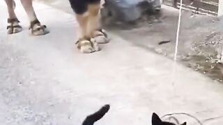 Funny actions 149