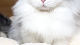 Cats video 5