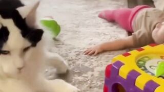 Cats video viral