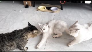 Cats fight video