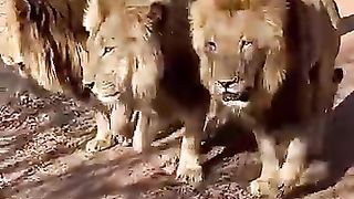 Lion tamer