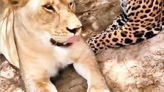 Inilah Hasil Perkawinan Jaguar Jantan Dan Singa betina