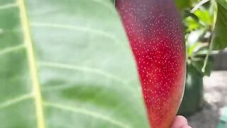 Jenis mangga paling mahal didunia