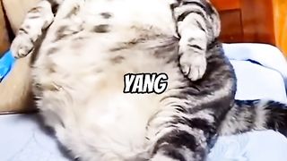 Kucing gendut