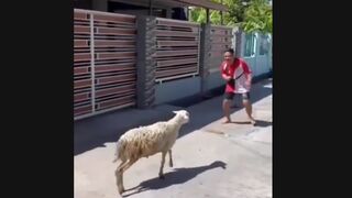 Man Playing With Goat ...