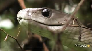 A Mongoose and Black Mamba Fight to the Death