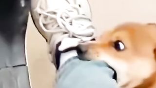 Dog Bites On Running Bike Funny....