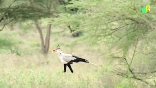 10 Rarest Birds in the World _ Most Unique Birds in the World.