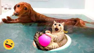 Funny Dogs And Cats Videos 2024 Best Funniest Animal Videos Of The week