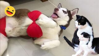 Funny Dogs And Cats Videos 2024 Best Funniest Animal Videos Of The week 2