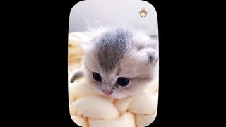 New Funny Animals and Dogs Videos  Funniest Cats Videos 2024!!