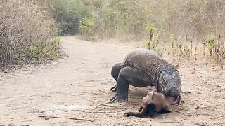 It's a pity that baby goats are eaten by Komodo dragons