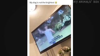 Funny Dog And Cat Videos  Funny Animal Videos 2024 2