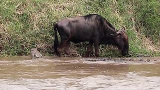 Buffalo Eating Crocodiles