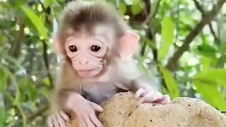 Calling his mother Monkey child