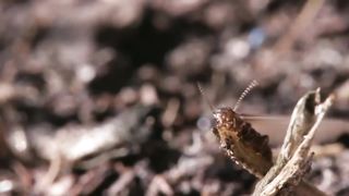 Вот Что Происходит, Когда Самки Не Беременеют От Самцов