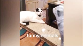 FUNNY ANIMALS VIDEO, SO CUTE ANIMALS AND CAT WITH FUNNY 2024 ????????