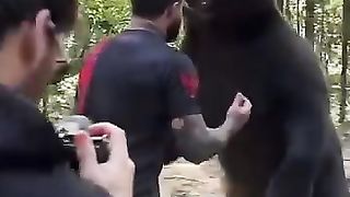 Bear wrestle