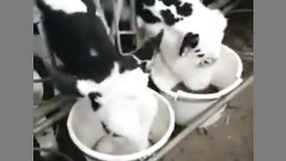 Funny Cow Viral Video 2