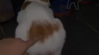 COMPILATION DES MEILLEURS MEMES DANK CAT