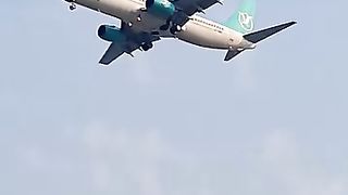 Green back