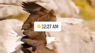 The hawk