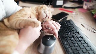 Funny cat its soo cute