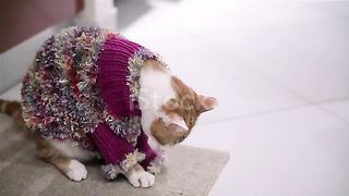 Lovely cat _ soo cute