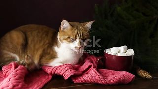 Funny cat ???? 6