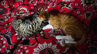 Funny cat 271