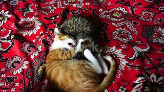Funny cats 99