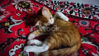 Its soo cute ????
