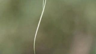 Who taught all this to this bird?
