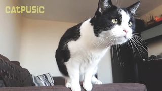 Jumping cat through the hoop. Slow motion.