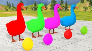 Choose The Right Duck Game With Elephant Gorilla Cow Zebra Hippopotamus - Wild Animal Game.