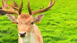 Amazing videos vol 263