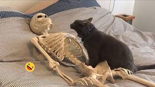 Cat Singing _Old MacDonald_