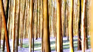 Most beautiful places in Belgium #travel #explore #adventure #nature #travelling.