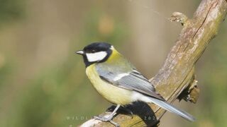 Bird sounds. Great tit chirping and singing in the spring forest