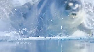Amazing videos vol 264