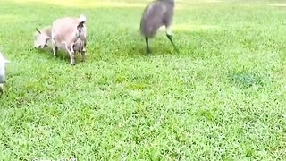 Funny Emu Viral Video