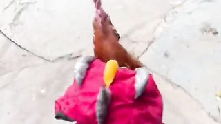 Funyclips, clothing chicken