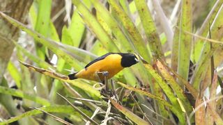 BIRD-Orange-crowned Euphonia in Nanegal