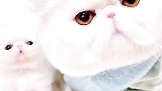 Kitten Gemoy Wajahnya Lucu