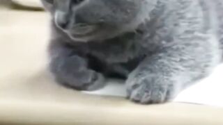 Kitten Abu Mengantuk Habis Begadang