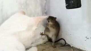 Tom and Jerry ???????? 4