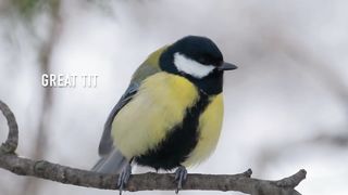 BIRD- Great Tit Blue Tit Coal Tit And Long Tailed Tit I.D.
