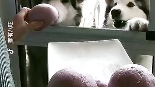 Feeding cutes dogs