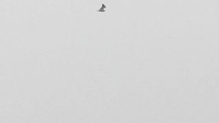 Birds in air