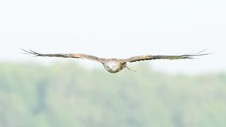 Birds of prey in flight - Red Kite